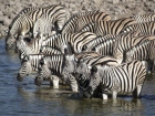 Зебри   В Южна Африка е документирана най-дългата...